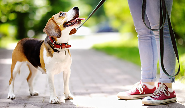 reward based dog training reward based dog training