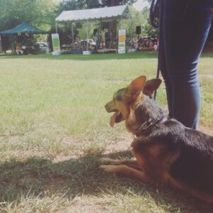 If you want real world dog training, give The Dog Squad a call - we will help you achieve your training goals. 