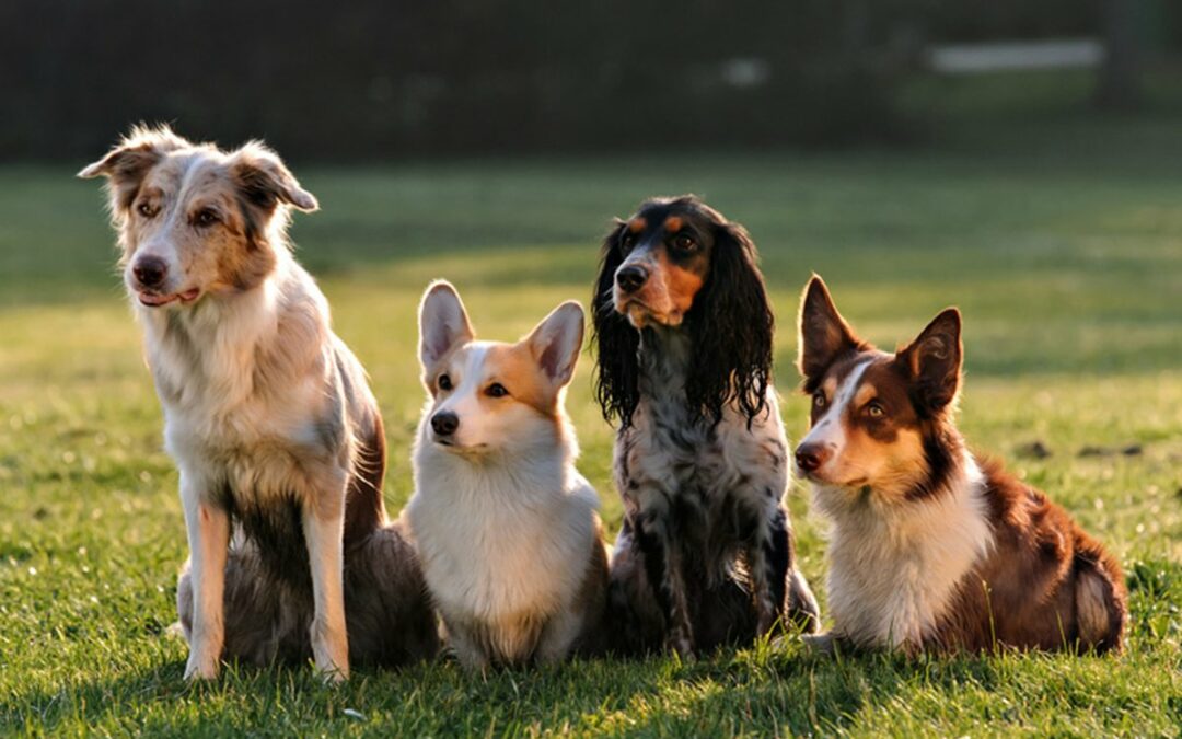 dog training oakland dog training oakland