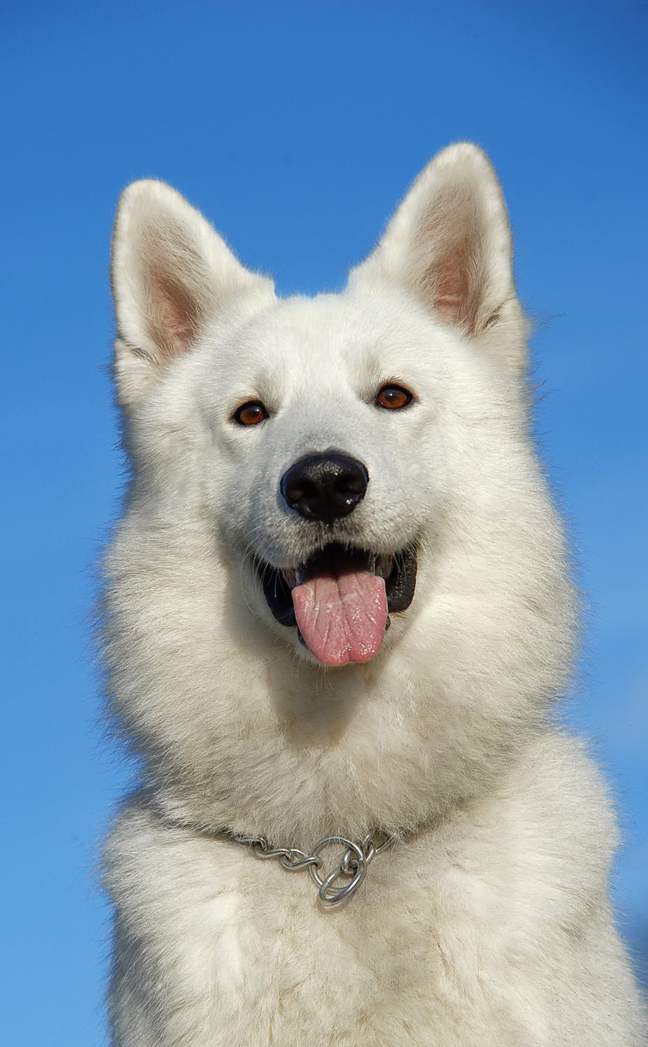 Best Oakland Reward Based Dog Training