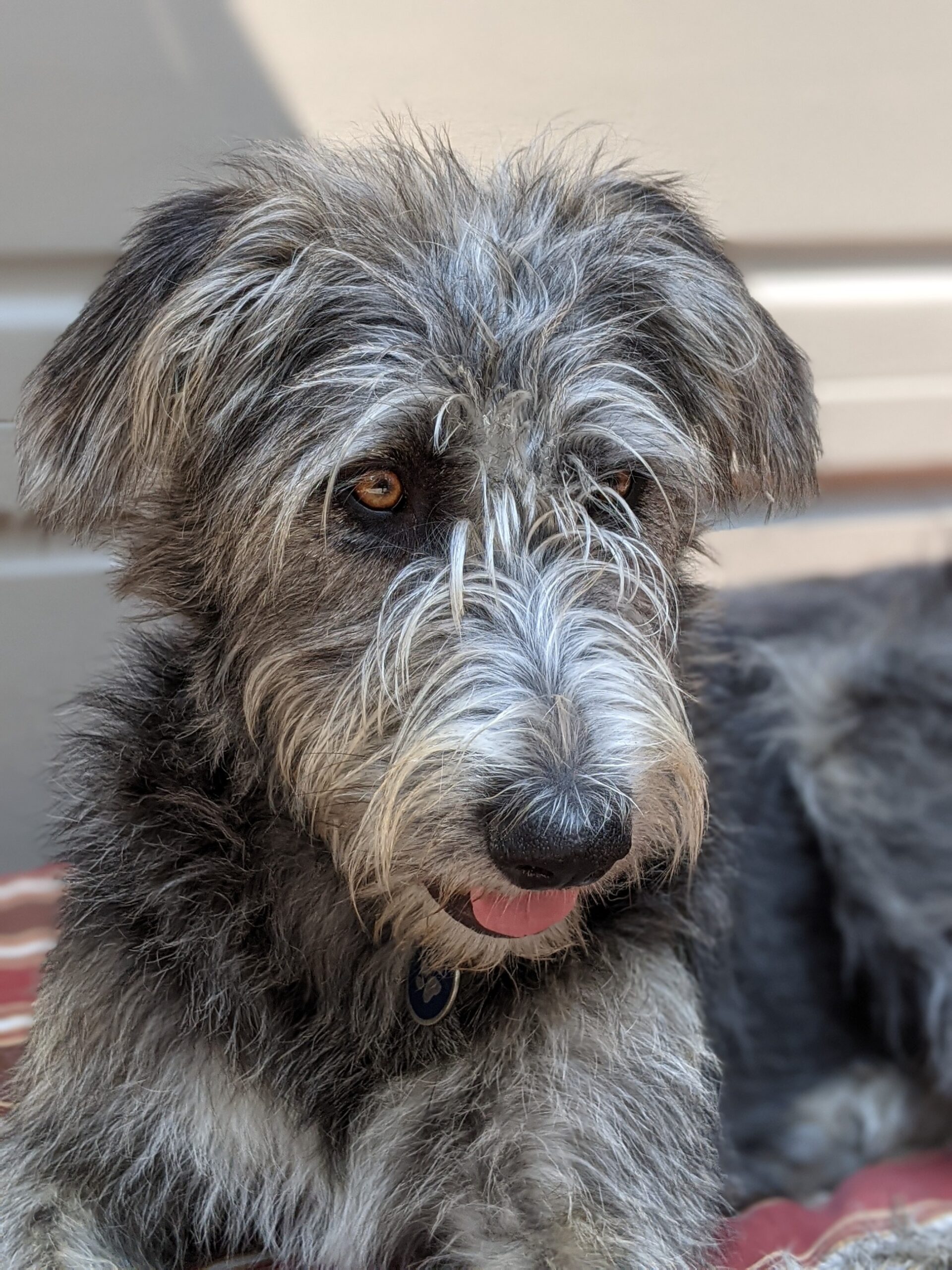 oakland dog trainer oakland dog trainer