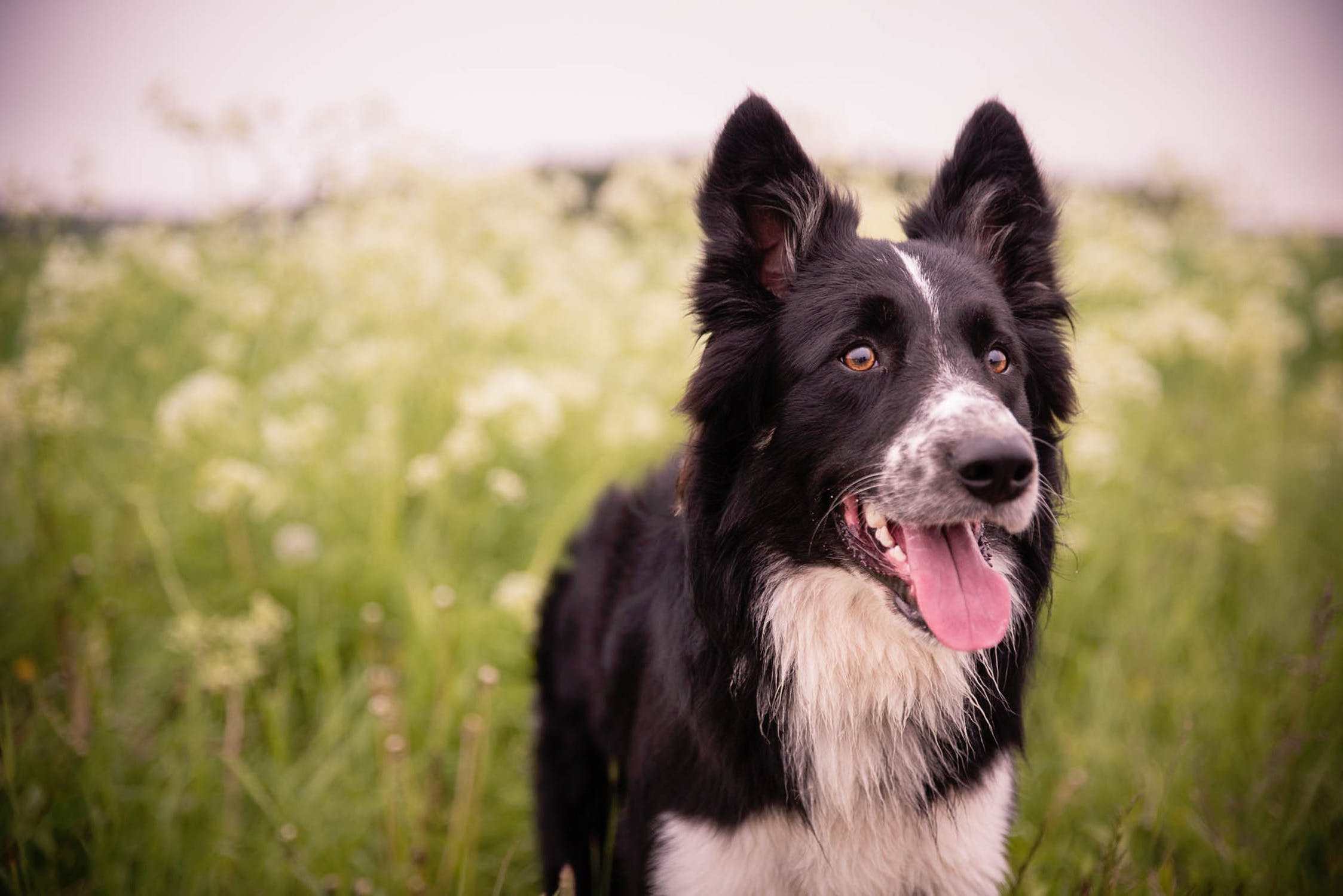 LIMA methods LIMA methods