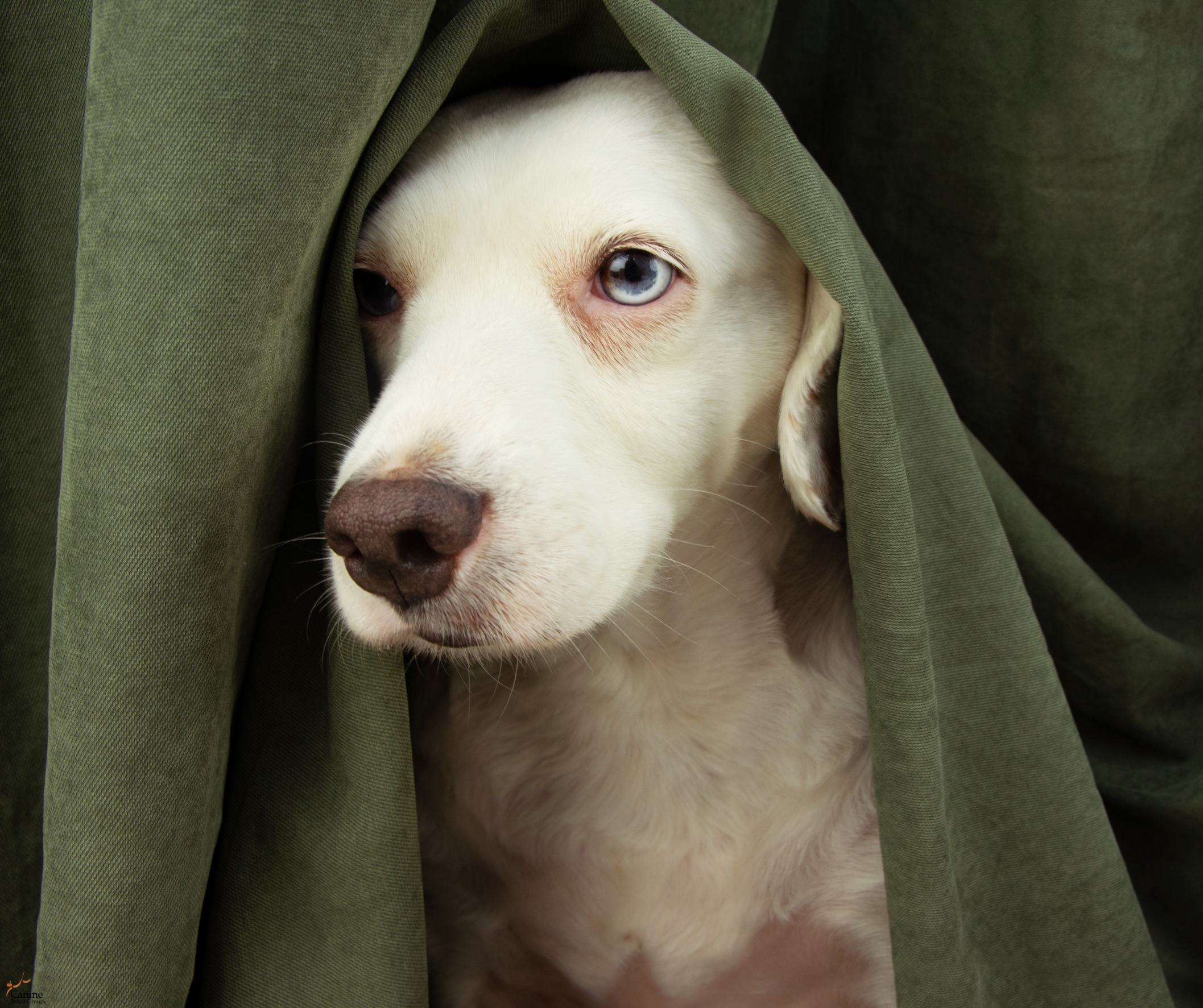 anxiety dog 5