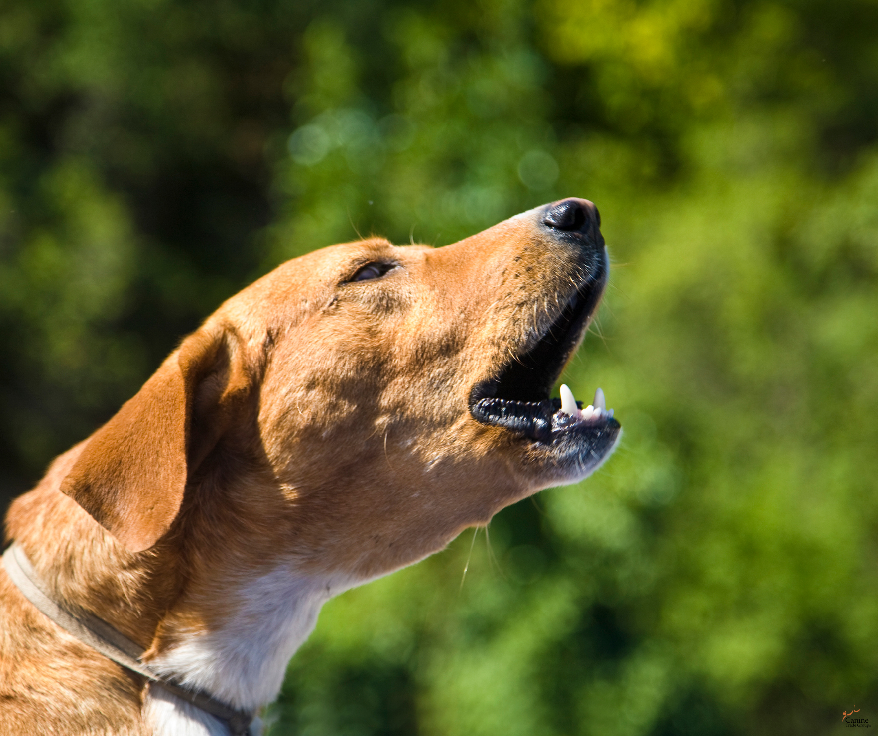barking 1