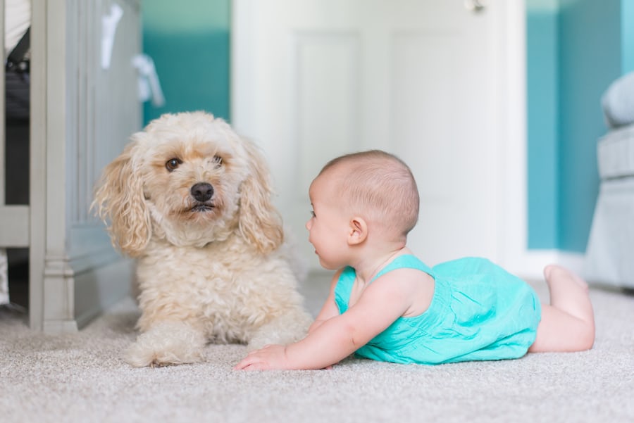 dog training for new parents dog training for new parents